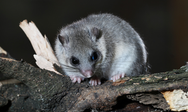 Défi nocturne #4 : attirez divers animaux nocturnes avec un buffet adapté
