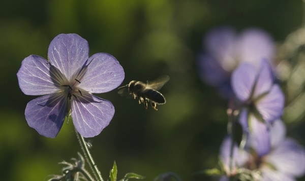 Checklist pour un jardin bee friendly