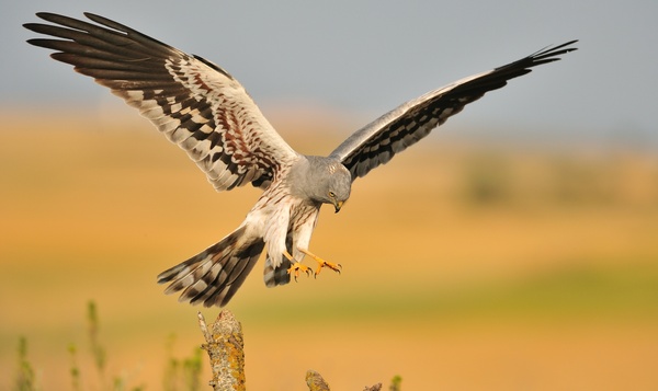 Les espèces parapluies assurent la biodiversité