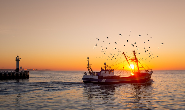 Quel est l'impact de la pêche sur la mer du Nord ?