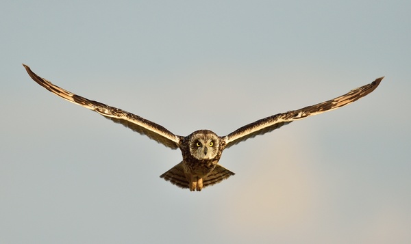 Quiz : Reconnaissez-vous ces regards d'oiseaux ?