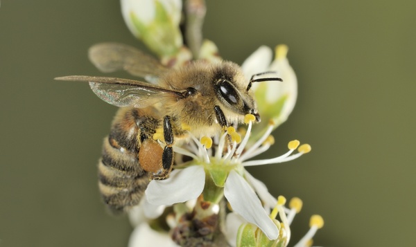 10 anecdotes que vous ignoriez sur nos abeilles