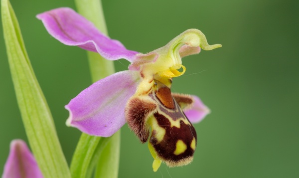 Comment l'ophrys abeille se sert-elle de ses charmes?