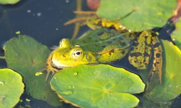 A la rescousse n°5 : Créez une zone d'hibernation pour les amphibiens