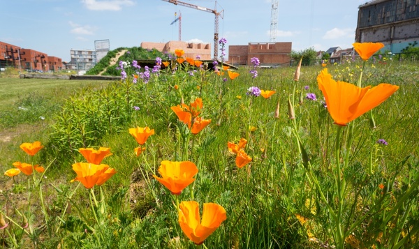 A la rescousse n°3 : jardins sauvages, quartier sauvage