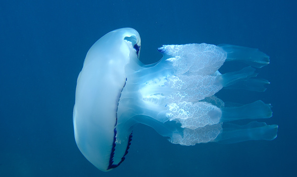 Les méduses de notre mer du Nord