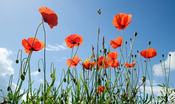 On se lève pour le coquelicot !