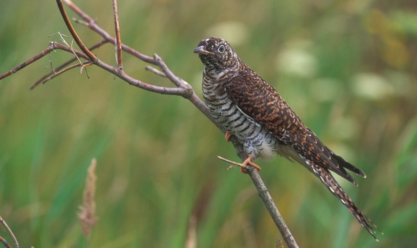 Mission : agent infiltré