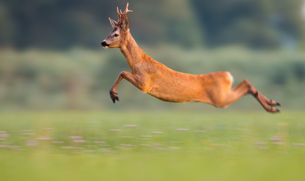 Découvrez l'équipe olympique de Notre Nature!