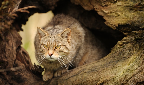 Les tigres de notre nature