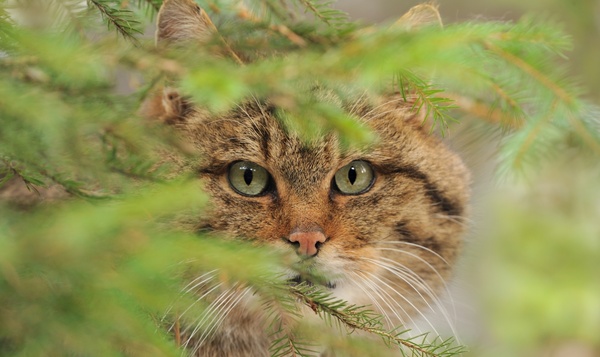 Quiz : Reconnaissez-vous le chat sauvage ?