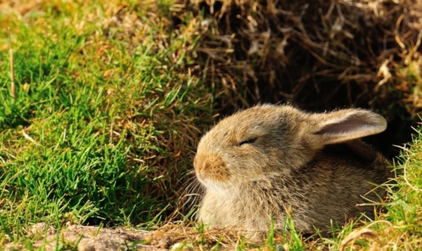 Lapin endormi devant sa galerie