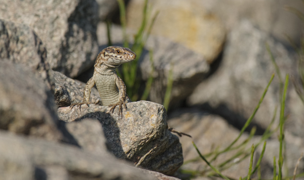 Lézard des murailles
