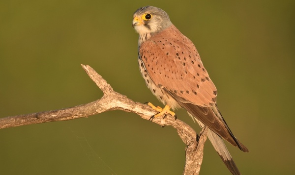 Quiz : Reconnaissez-vous nos rapaces ?