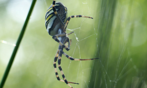 L’argiope frelon saisit sa chance