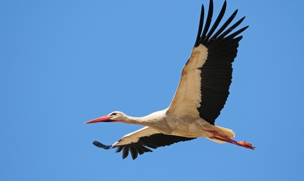 Quiz : Le plus rapide, le plus fort et le champion des oiseaux migrateurs