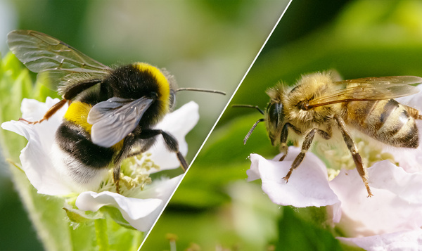 Les bourdons sont-ils meilleurs que les abeilles ?