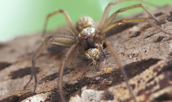 Tégénaire domestique dévorant un cousin