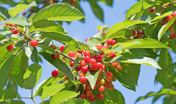 Les feuilles du merisier sont une source de nectar