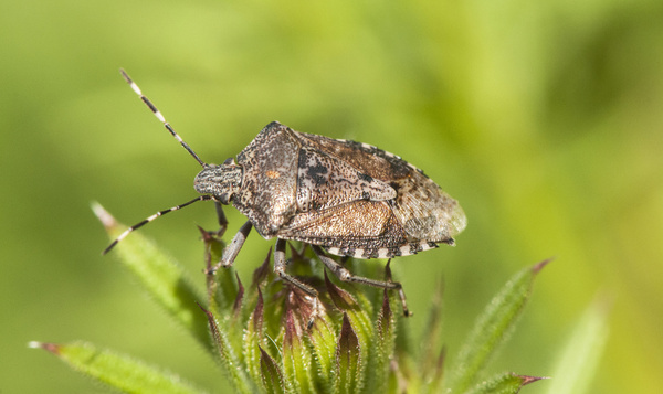 9 anecdotes étonnantes sur les punaises de votre maison