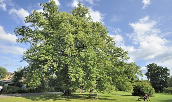 Un tilleul commun, croisement entre les variétés à grandes feuilles et à petites feuilles