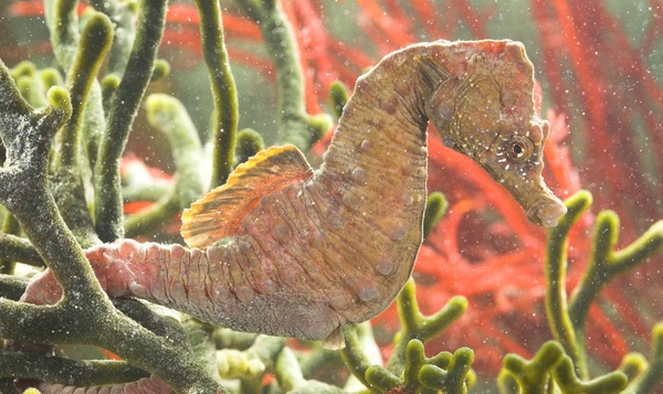 Le biomimétisme : quand la nature inspire