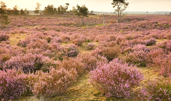 Floraison d’automne