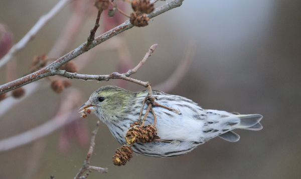 Tarin des aulnes femelle qui mange une graine extraite d'un strobile