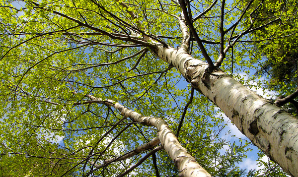 Le bouleau verruqueux : enfer des allergiques ou paradis du système immunitaire ?
