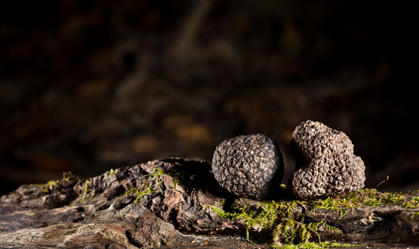 La (folle) vie sexuelle des truffes