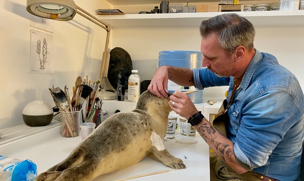 Les taxidermistes donnent un nouveau souffle de vie à la nature morte