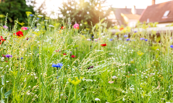 7 bonnes résolutions pour créer plus de nature dans votre jardin en 2022