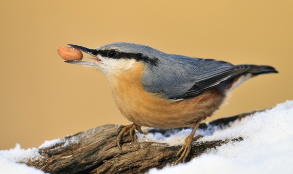 Grimpereau des jardins ou sittelle torchepot ? Le jeu des 10 différences !