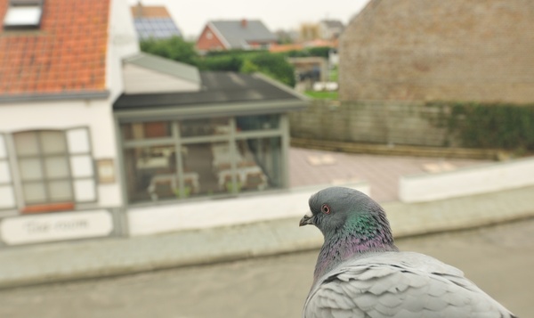 Perdu… comme un pigeon ?