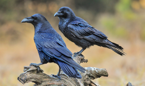 Quelles qualités les étudiants peuvent-ils copier sur les animaux ?