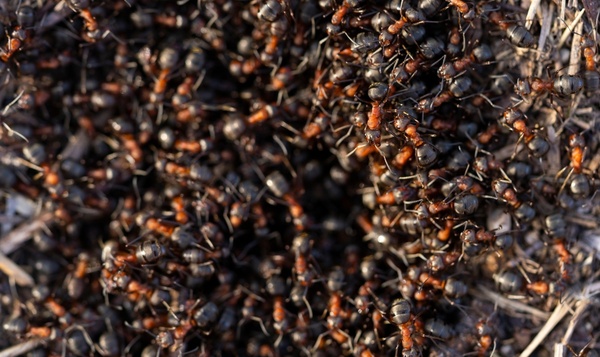 À l’attaque ! Les stratégies de guerre des fourmis