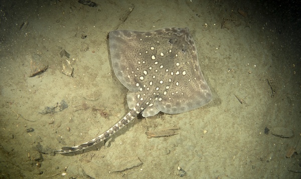 La raie bouclée : la « poule pondeuse » de la mer du Nord