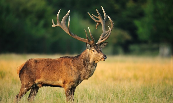L'imposante ramure du cerf élaphe en détails