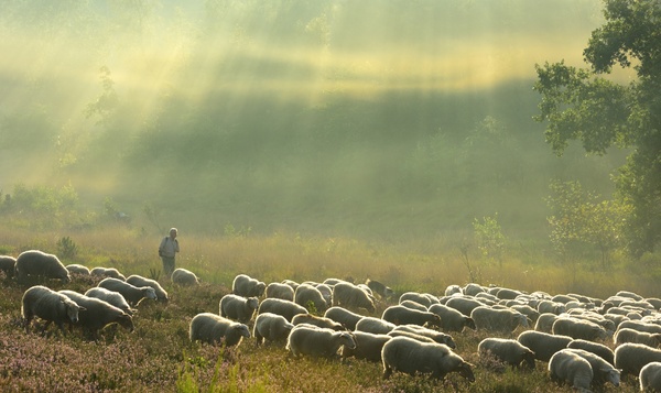 Zoom sur l'un de nos ruminants : le mouton