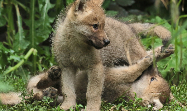 Tout sur la reproduction du loup