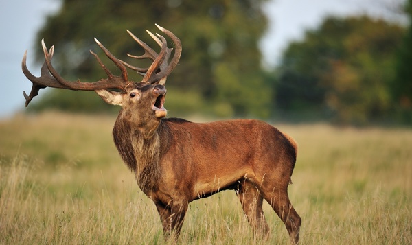 Cerf élaphe en plein brame