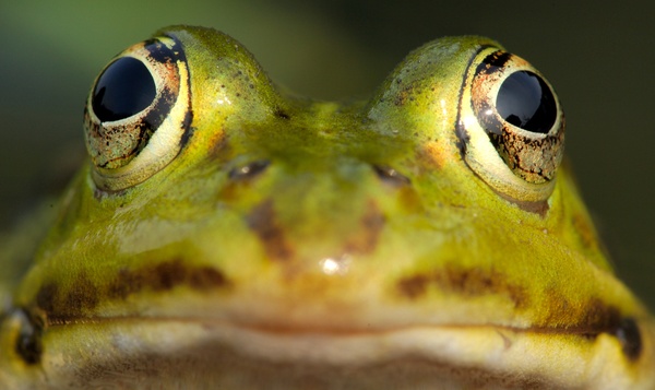 Quelles grenouilles peuplent notre nature ?