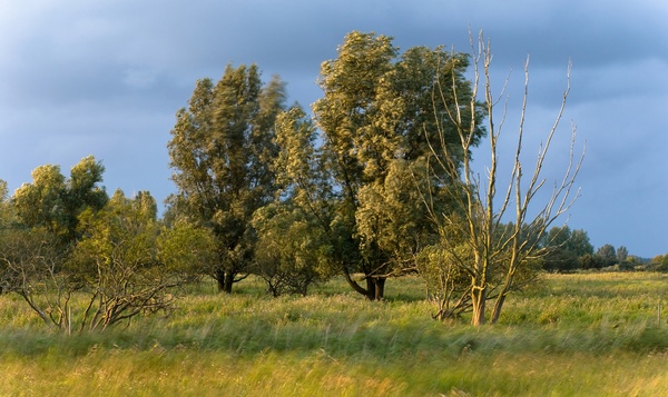Le saule blanc a plus d’un tour dans son sac