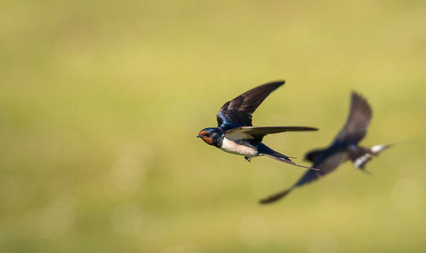 La météo : un fil rouge pour observer les animaux