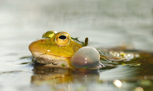 Une grenouille particulière cause des nuisances dans les étangs de jardin