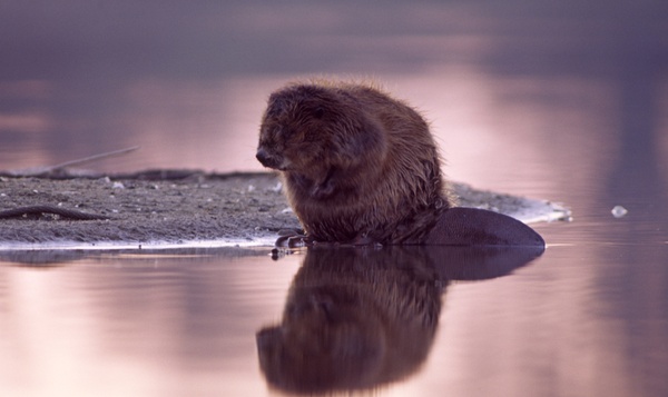 9 anecdotes sur les castors