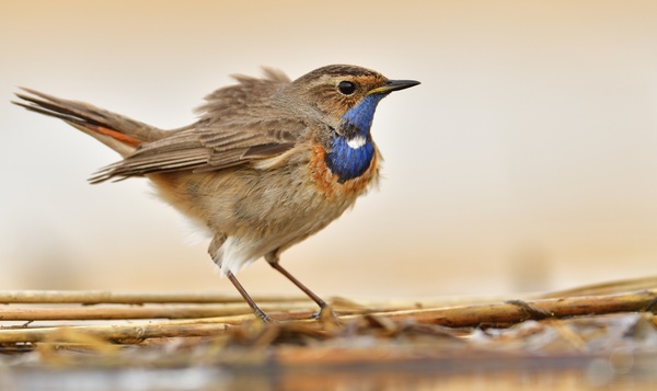 Quiz : Les plus belles poitrines de Notre Nature