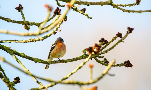 Les oiseaux parlent-ils tous la même langue ?