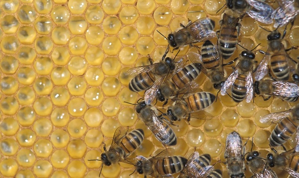 Les messages cachés derrière la danse des abeilles