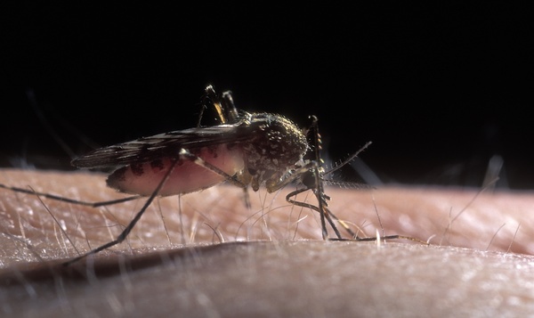 Les moustiques à malaria peuvent-ils survivre en Belgique ?